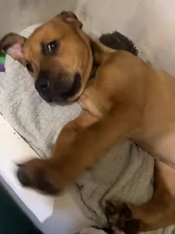 Mixed Breed dogs for sale: STAFFWEILERS LAST 2 GIRLS e Cream and d CARRIERS - Video 5