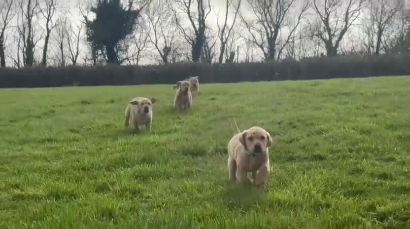 Labrador Retriever dogs for sale: 3 beautiful yellow labs in Llangefni - Video 1