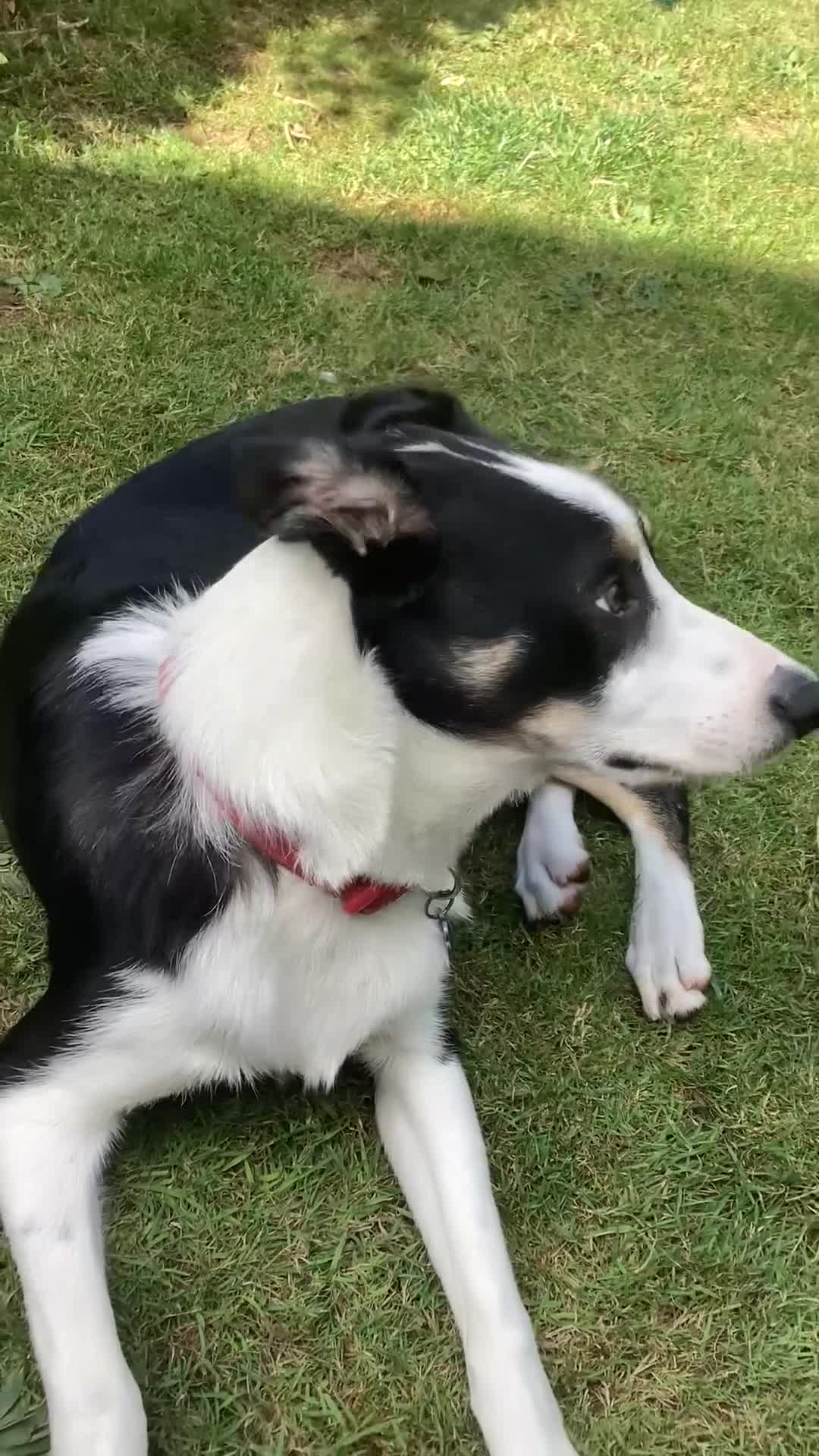 Border Collie dogs for sale: Border collie 11 months old trained - Video 4