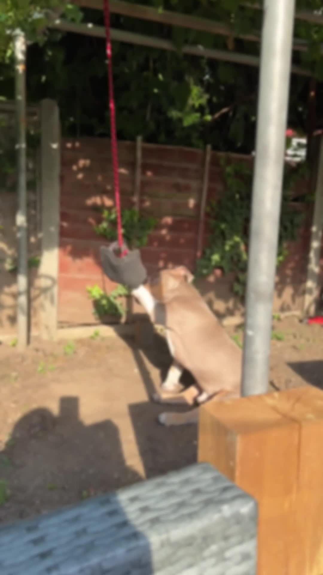 American Bully dogs for sale: Kane - American Pocket Bully  in London - Video 1