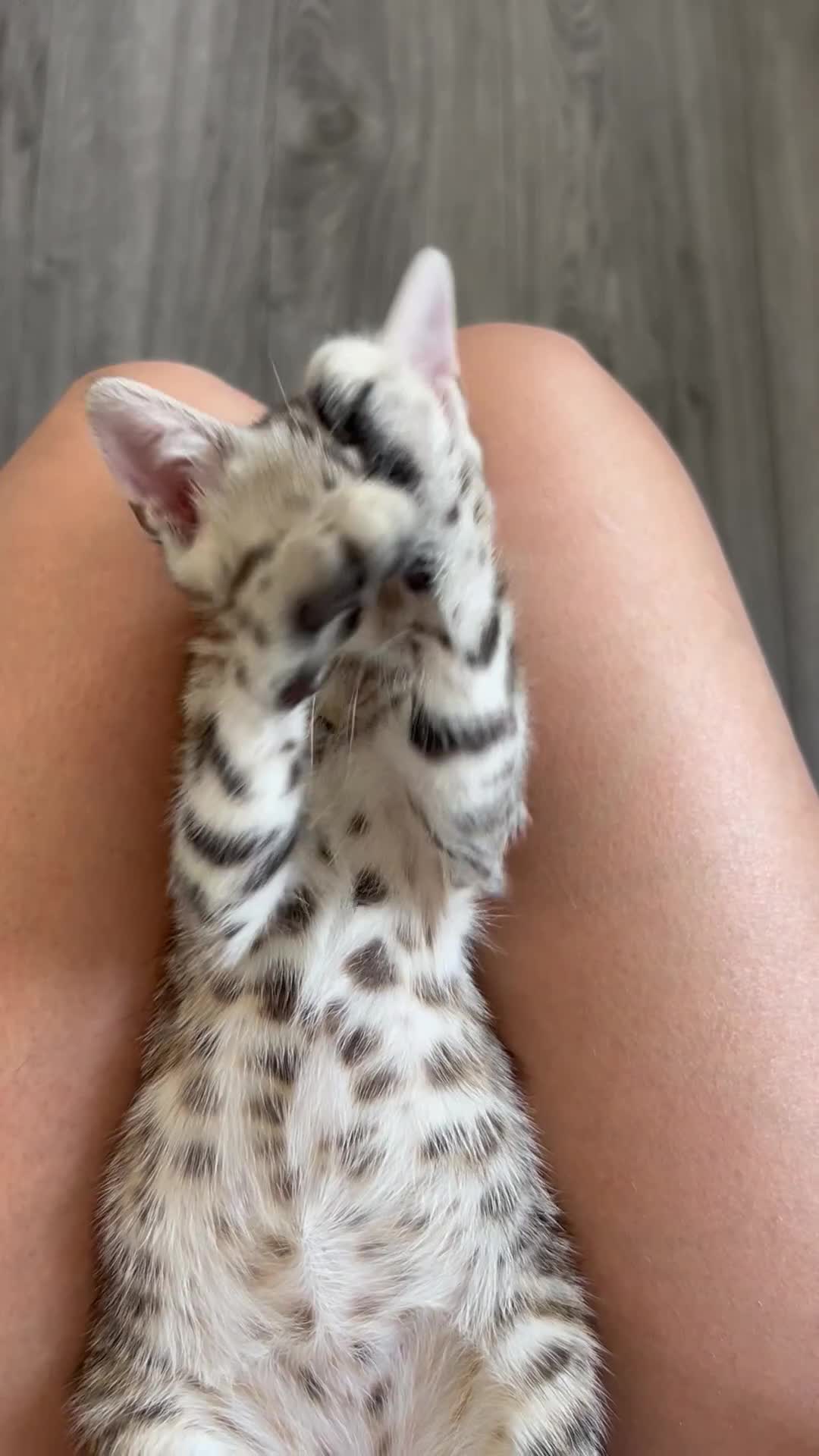 Bengal cats for sale: Bengal female kitten  - Video 1