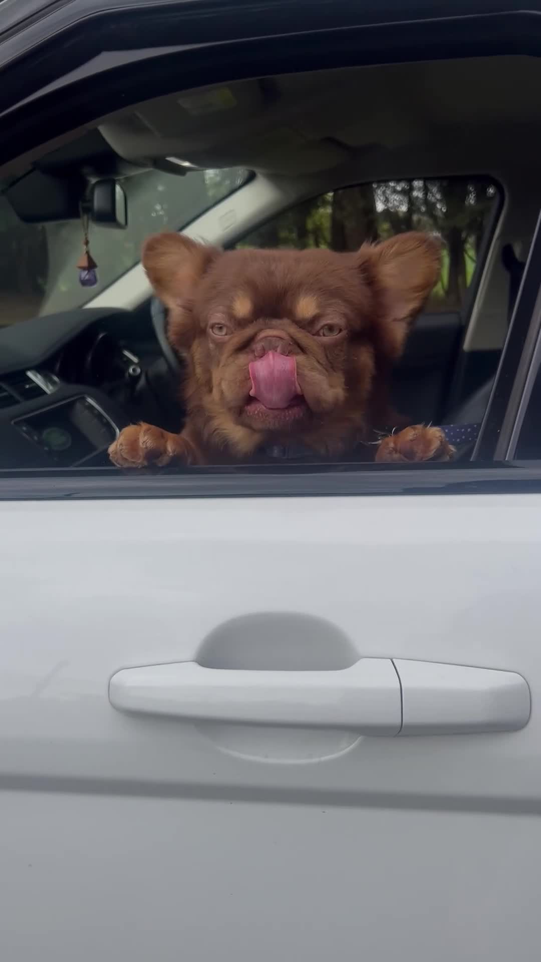 French Bulldog dogs for stud: FLUFFY FRENCHIE STUD NEWSHADE ROJO TAN in Nottingham - Video 1