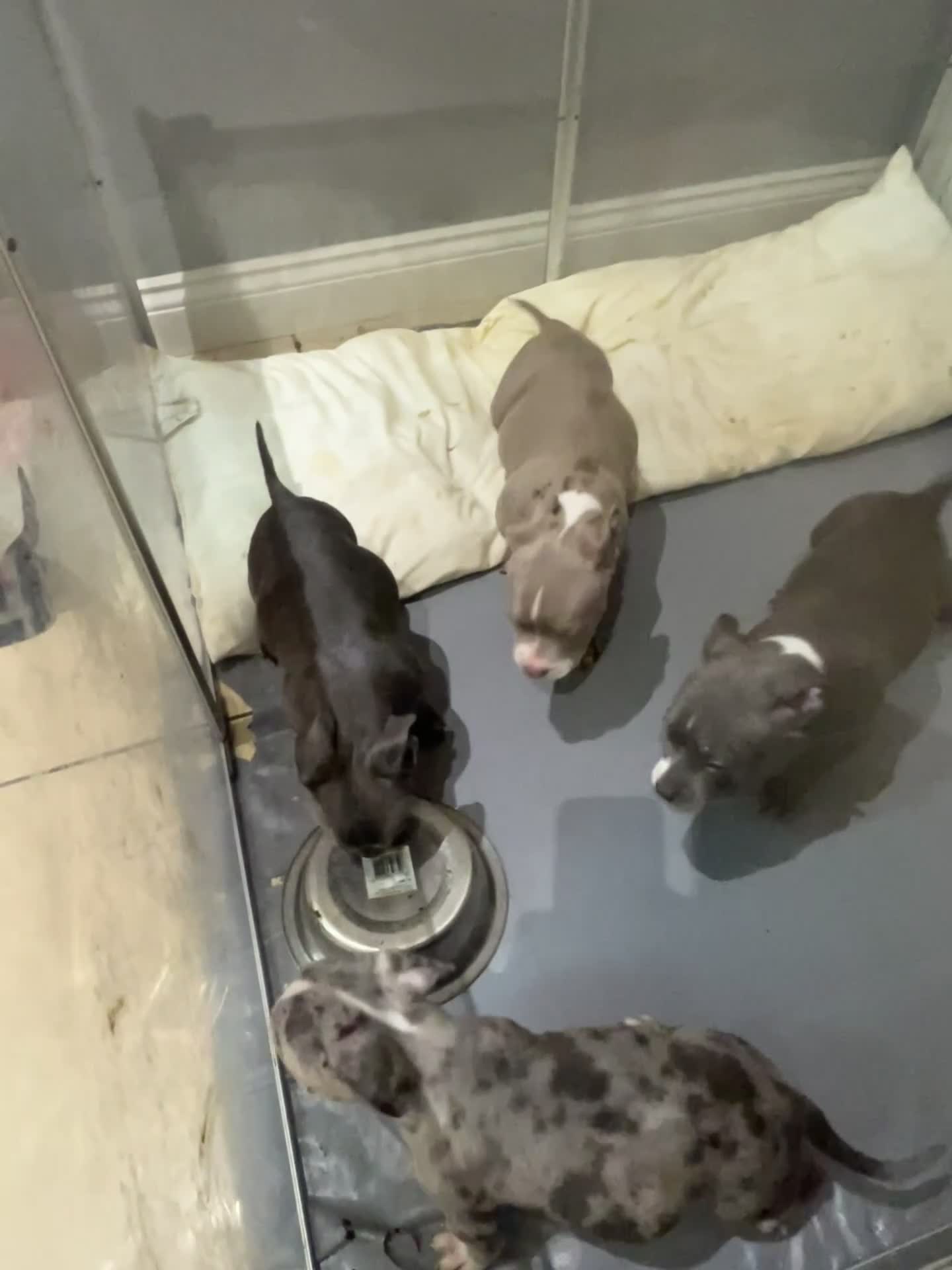 American Bully dogs for sale: BE FAST NOT LAST !! - Video 1