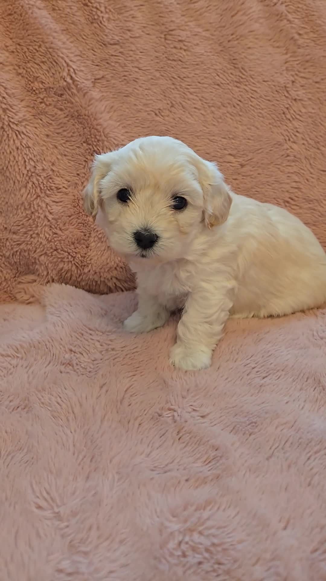 Maltipoo dogs for sale: Beautiful Maltipoo puppies available in July - Video 4