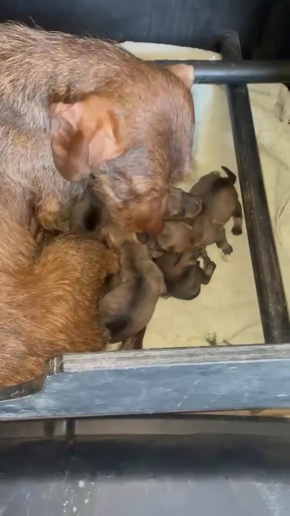 Dachshund dogs for sale: Beautiful wired haired sausage dogs  in Penrith - Video 1