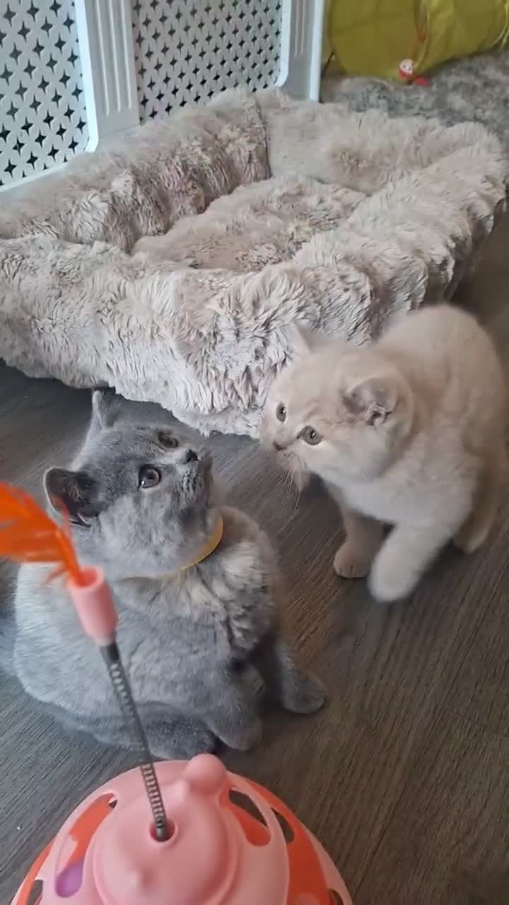 British Shorthair cats for sale: BEAUTIFUL BRITISH SHORTHAIR KITTENS - Video 3