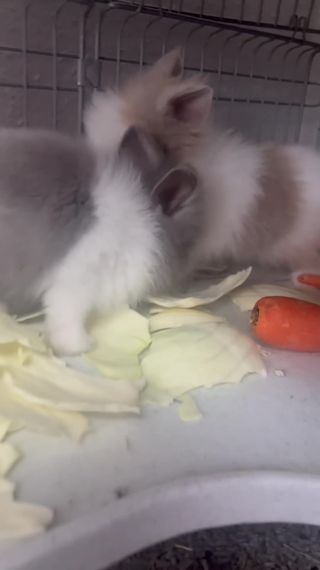 Lionhead rabbits for sale: Lionhead Rabbits  - Video 2