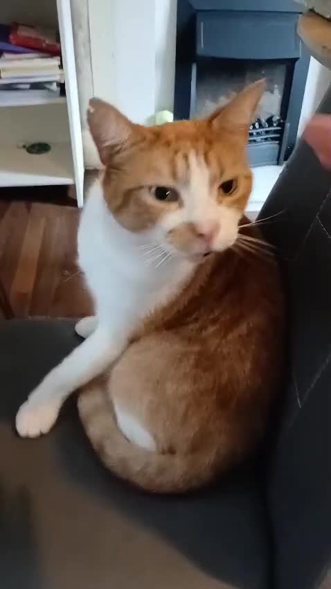 Mixed Breed cats for sale: Ginger Tom Cat age 8  - Video 2