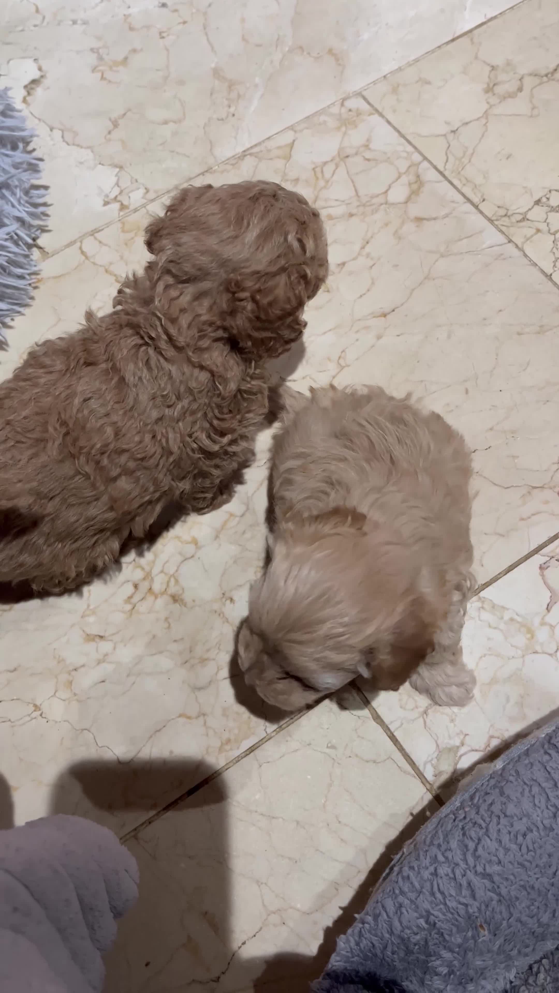 Maltipoo dogs for sale: Pure Maltipoo Puppies   - Video 3