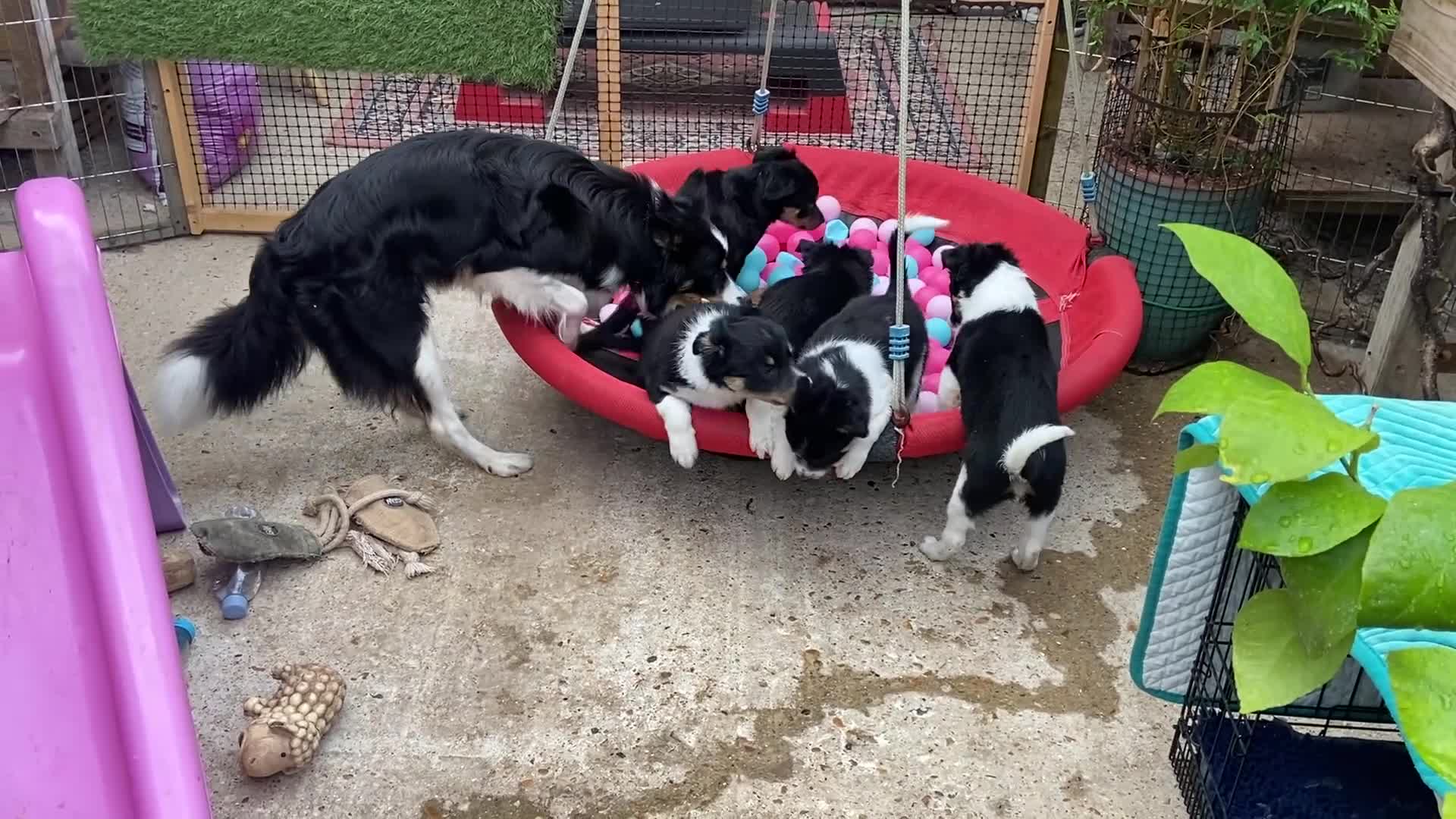 Border Collie dogs for sale: Litter Announcement-5 Tri Border Collie puppies   - Video 2