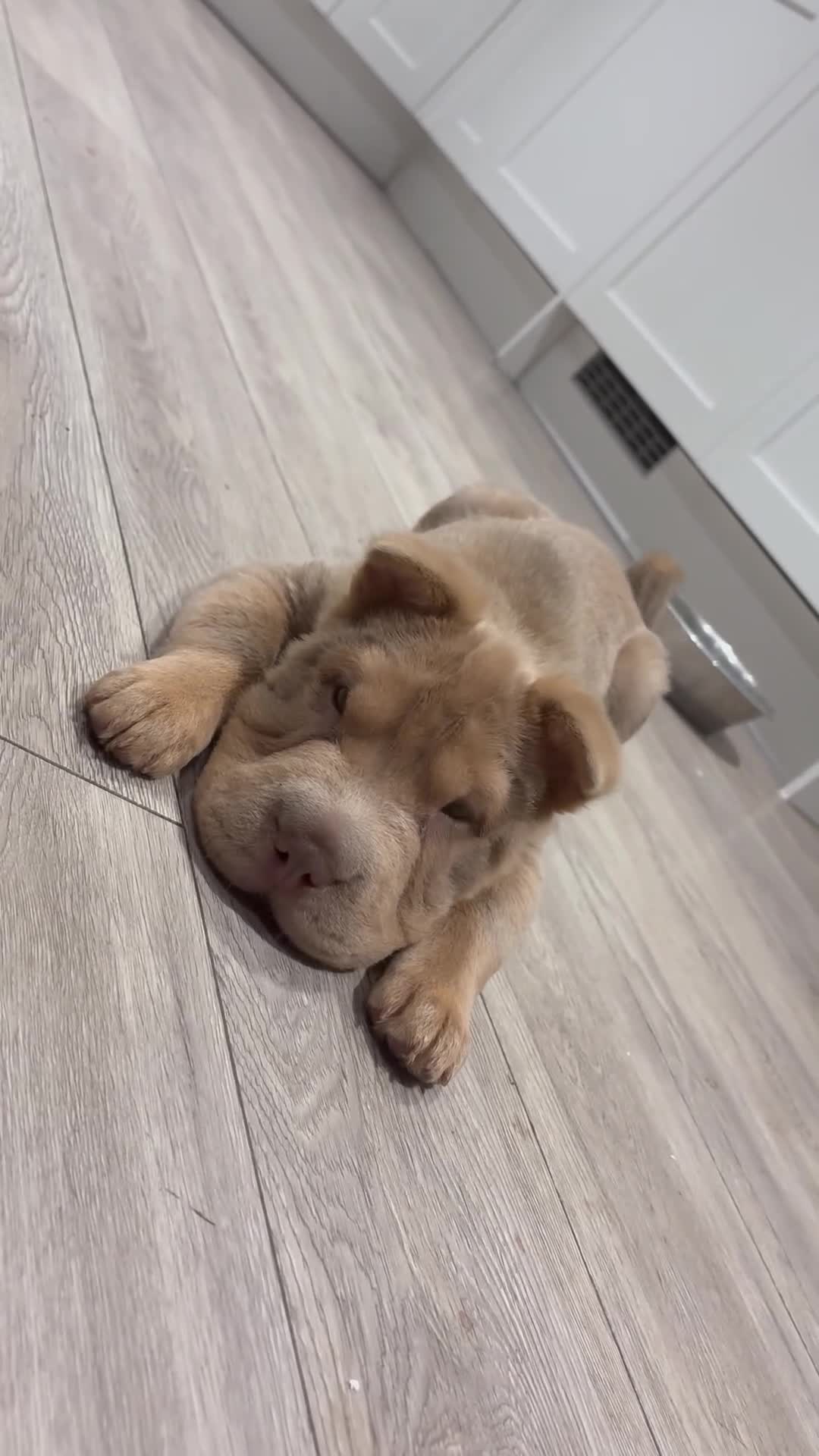 Shar Pei dogs for stud: Bear coat shar pei in Rainham - Video 1
