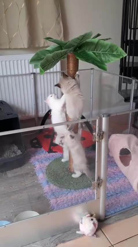 Ragdoll cats for sale: Four Beautiful Ragdoll kittens  - Video 1