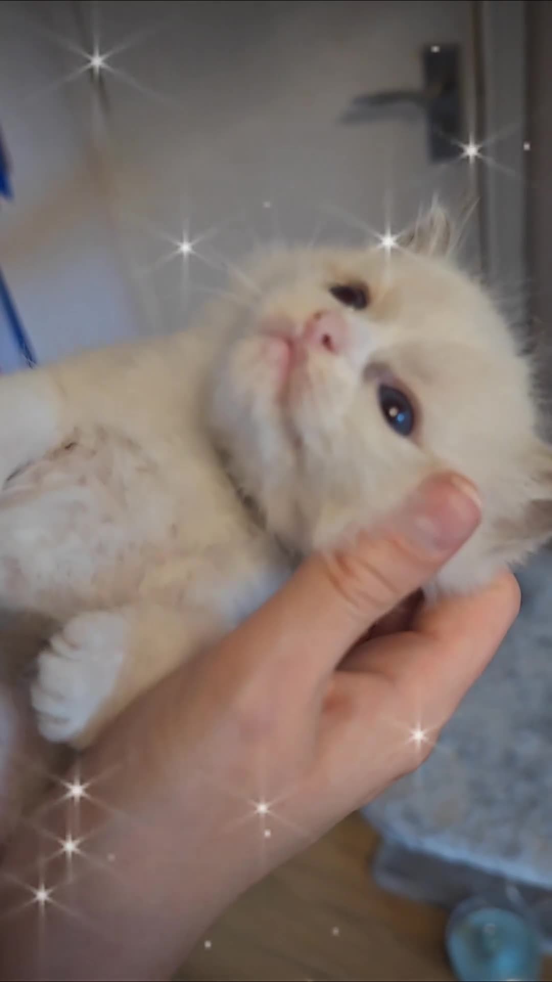 Ragdoll cats for sale: Best Ragdoll Kittens Regional Winner - Video 3