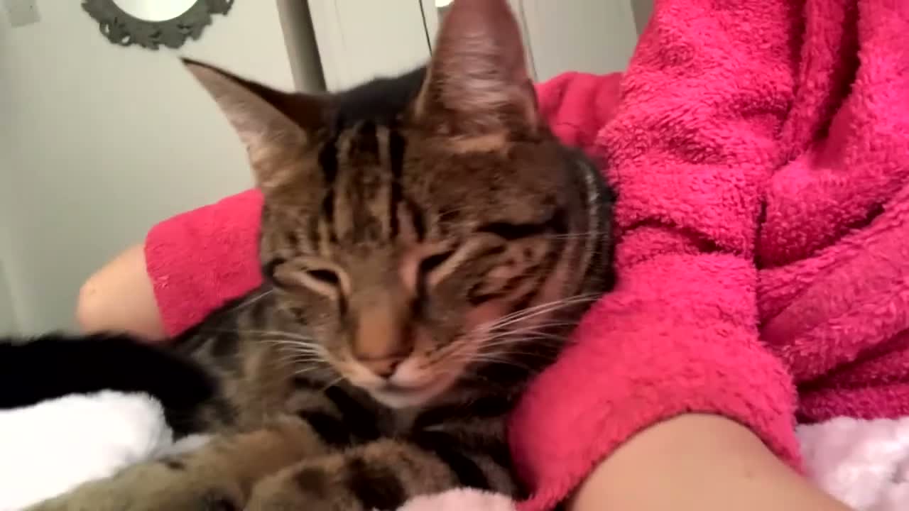 Mixed Breed cats for sale: Mr eddie  - Video 1