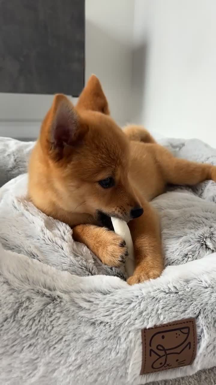 Mixed Breed dogs for sale: Beautiful 7 month old Pomshi hybrid  - Video 1