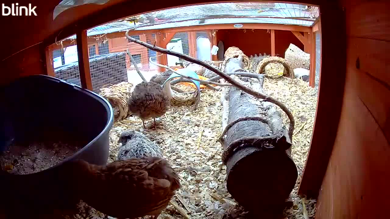 Quail poultry for sale: Covey of 13 Quail  - Video 1