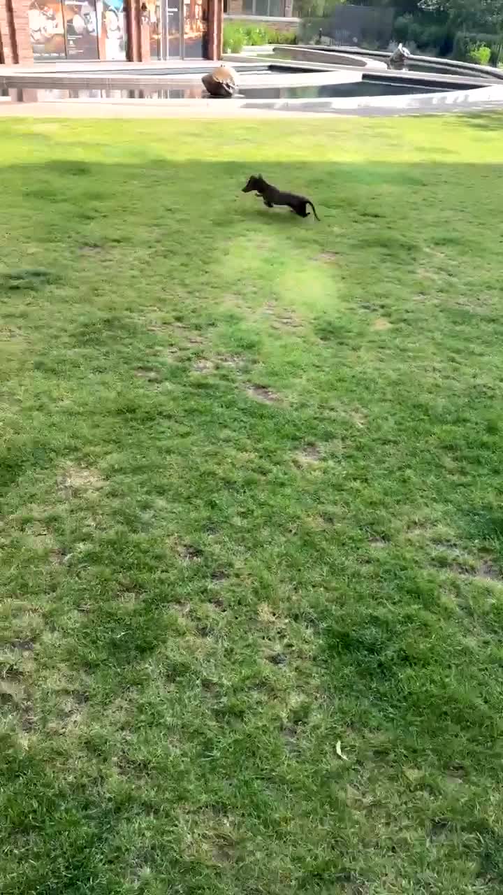 Dachshund dogs for sale: Sweetest jedi - Video 1