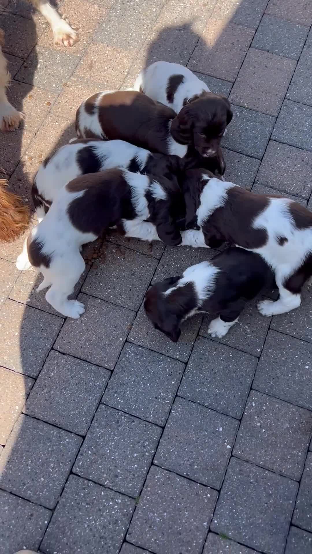 English Springer Spaniel dogs for sale: Exceptional ESS Puppies KC liver and white  - Video 1