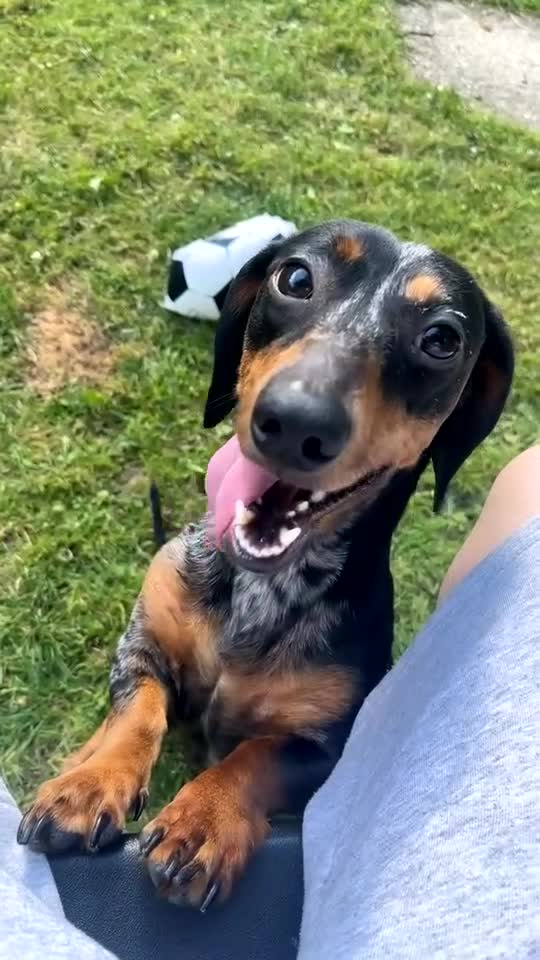 Dachshund dogs for sale: Daschund  - Video 1