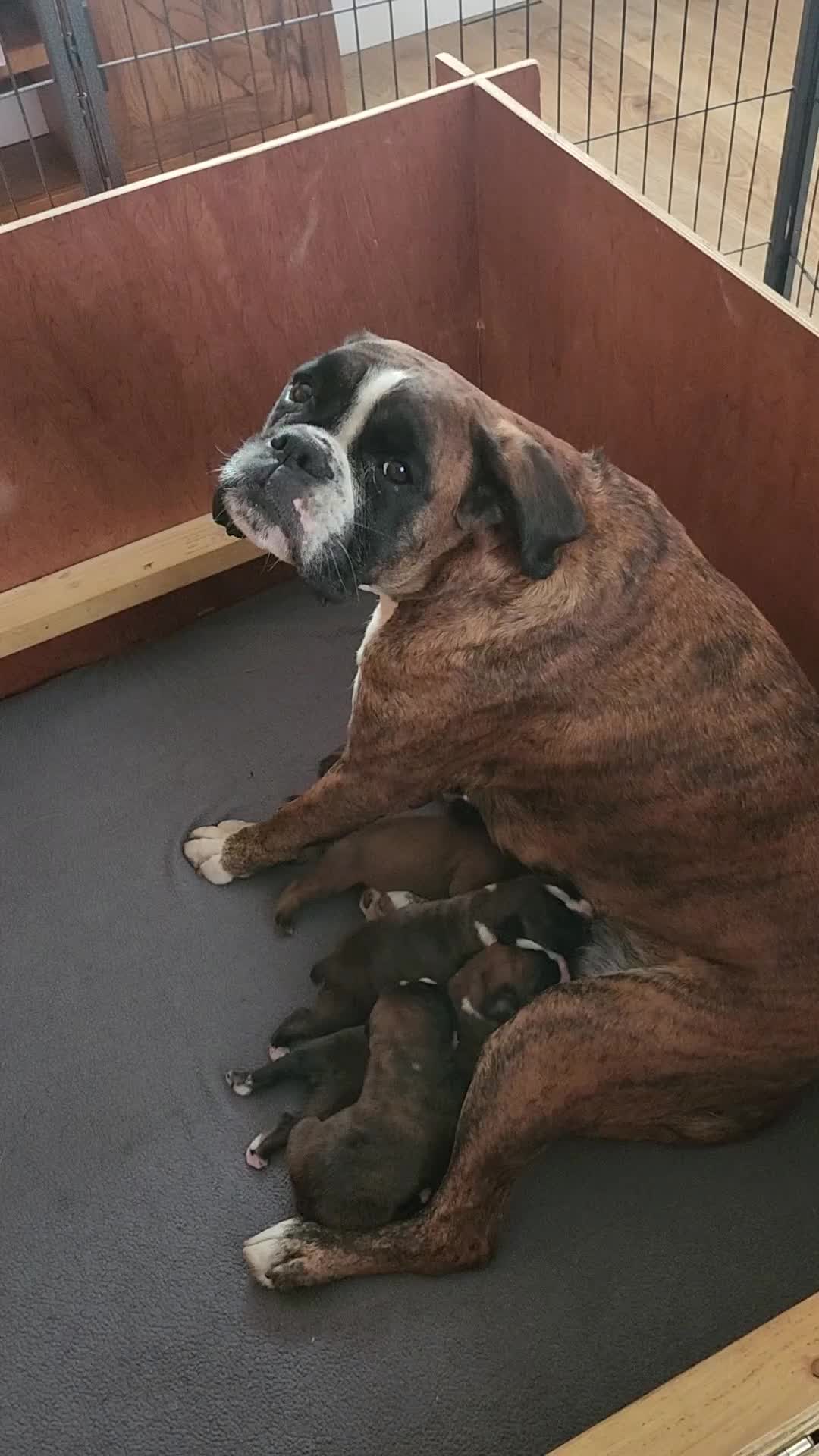 Boxer dogs for sale: 🌟KC REG BOBTAIL BOXER PUPS🌟 - Video 1