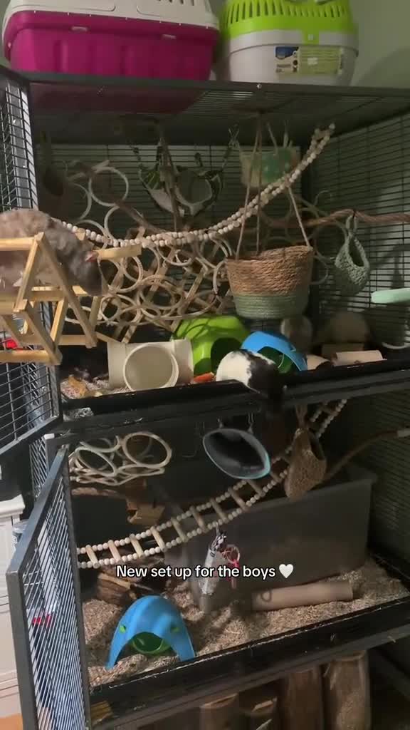 Rat rodents for sale: Forever Home Wanted Six Healthy Male Rats ❤️ - Video 2