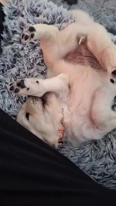 Golden Retriever dogs for sale: Adorable KC Reg Golden Retriever Puppies - Video 1