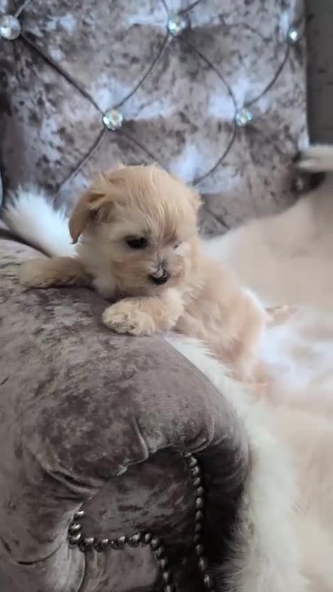 Maltipoo dogs for sale: Maltipoo puppies  - Video 2