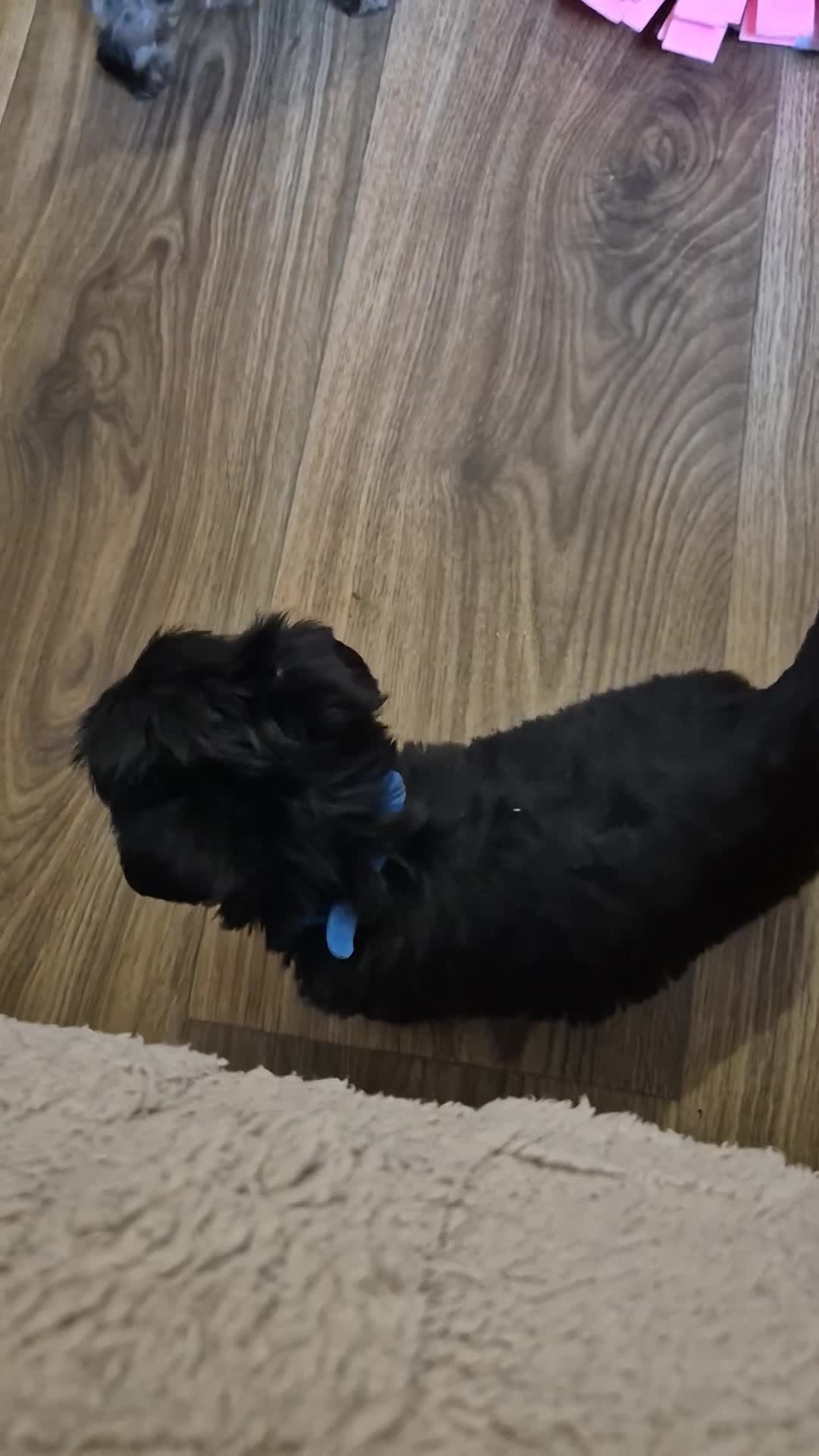 Yorkshire Terrier dogs for sale: Lilliputian Yorkies all now reserved - Video 1