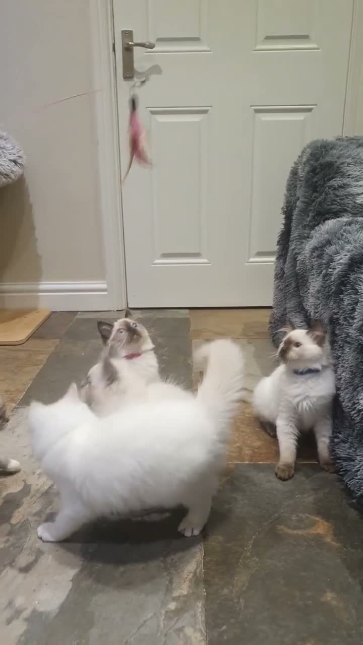 Ragdoll cats for sale: 💖11 WEEKS OLD💖 GCCF Registered Ragdoll Kittens. - Video 1