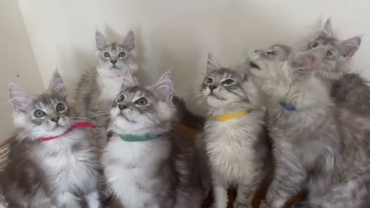 Maine Coon cats for sale: Exceptional Pedigree Maine Coon kittens available  in Worcester - Video 4