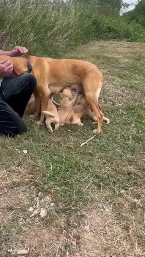 Goldador dogs for sale: F1 Golador puppies for sale  - Video 1