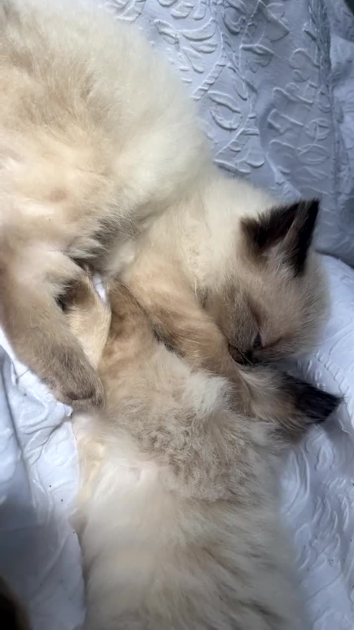 Ragdoll cats for sale: Ragdoll Kittens - Video 1