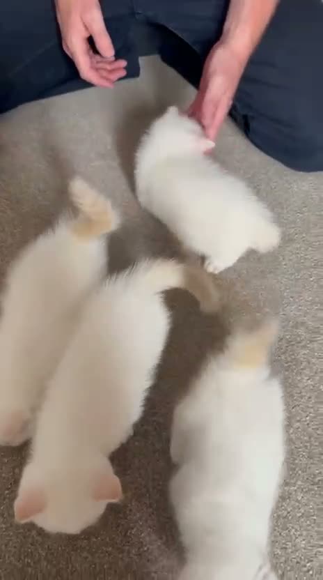 Exotic cats for sale: Red tabby colourpoint mum grand champion  in Littlehampton - Video 1