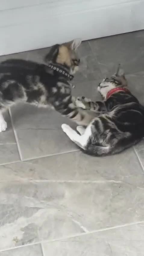 British Shorthair cats for sale: Black and white kitten and tabby - Video 1