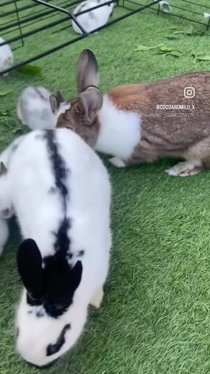 Mixed Breed rabbits for sale: English Spot X Dutch in Barking - Video 2