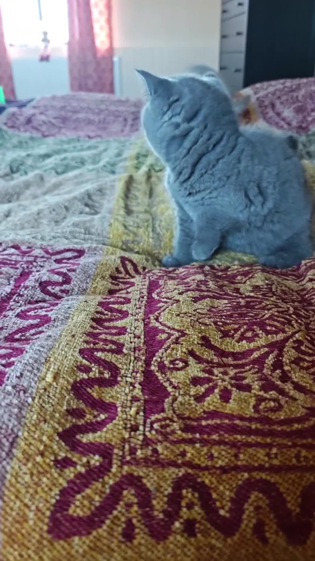 British Shorthair cats for sale: Last blue girl  BSH TICA  registered  - Video 2