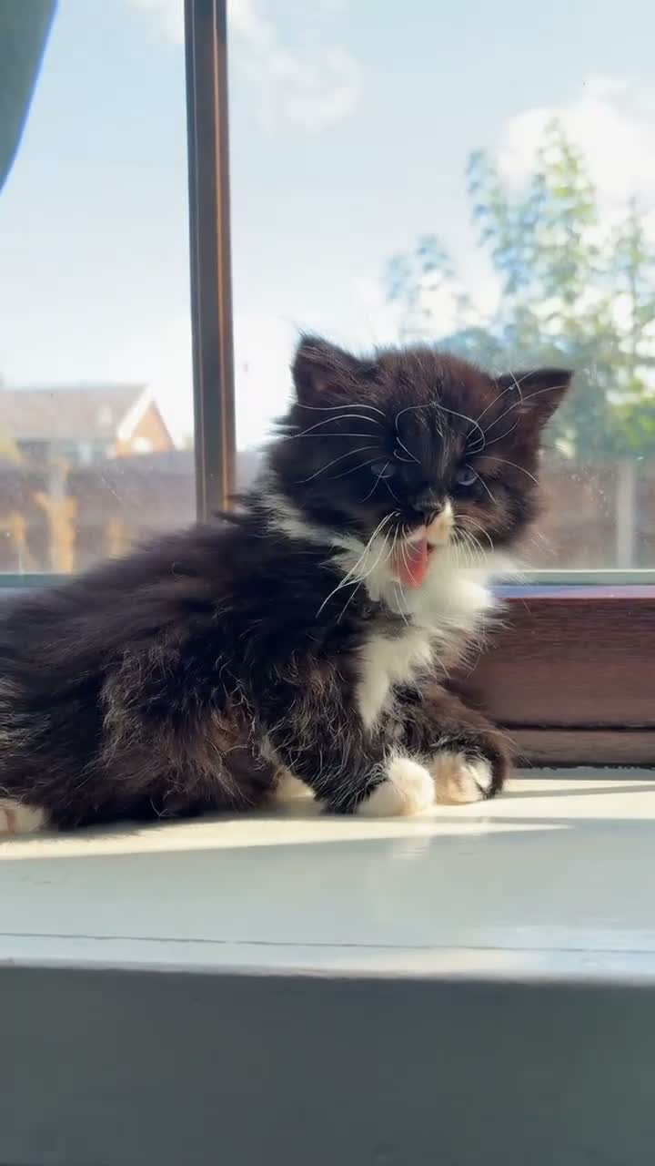 Mixed Breed cats for sale: Black & White Kitten for Sale  - Video 1