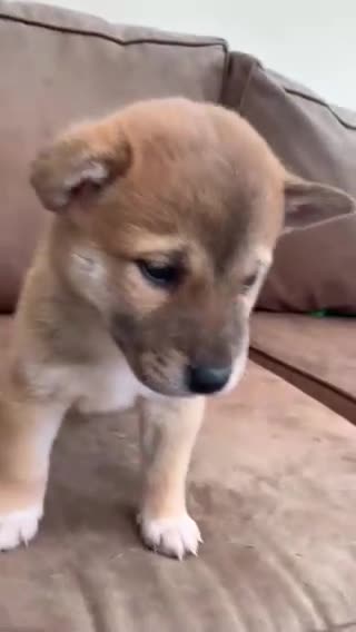 Japanese Shiba Inu dogs for sale: Shiba Inu Full Pedigree Puppies - Video 1