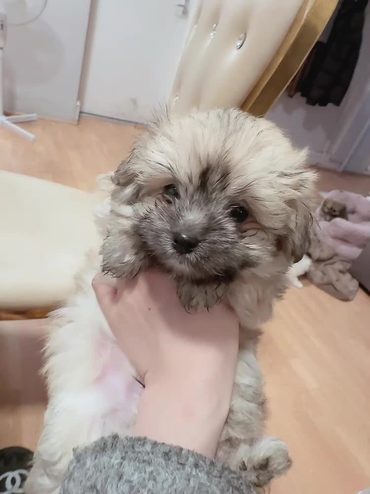 Mixed Breed dogs for sale: Miniature Pomapoo in York - Video 2