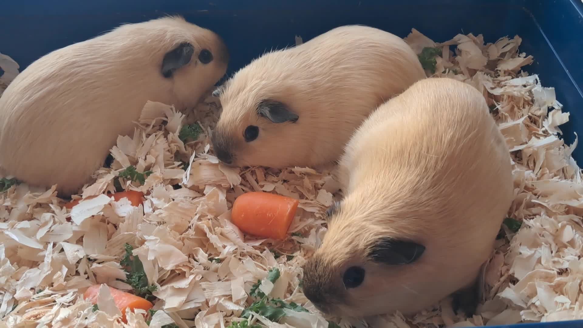 Guinea Pig rodents for sale: CALIFORNIAN SISTERS - Video 2