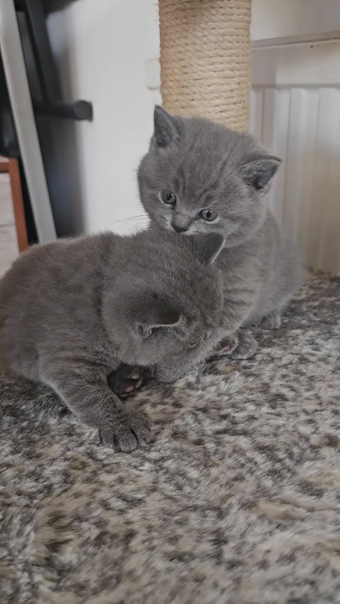 British Shorthair cats for sale: British Shorthair Blue kittens  - Video 1