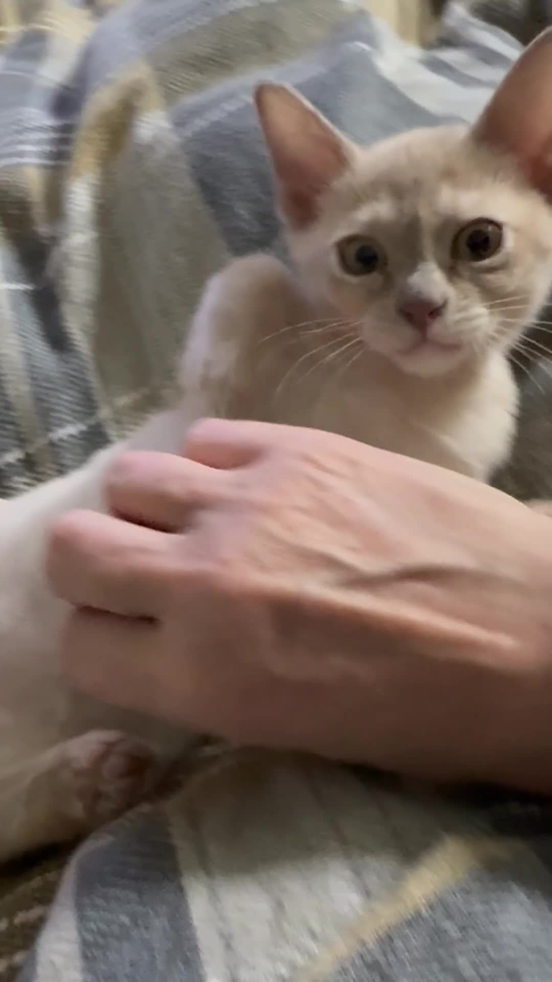 Burmese cats for sale: Burmese kittens Available  - Video 2