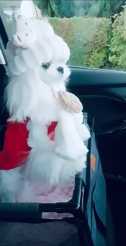 Maltese dogs for stud: 💜DNA health tested Tiny Korean Maltese boy💜 - Video 4