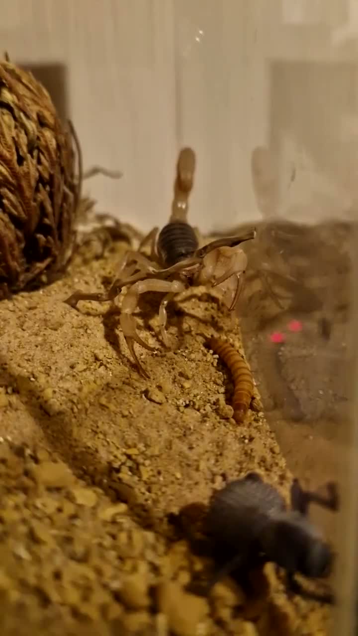 Mixed Breed invertebrates for sale: Blue death beetles/desert hairy scorpion cohabit - Video 3