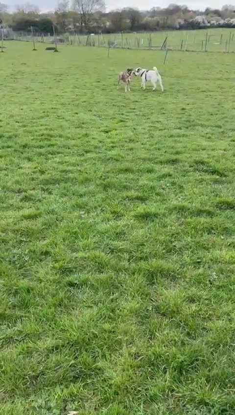 Mixed Breed dogs for adoption: Little Nellie needs her home - Video 1