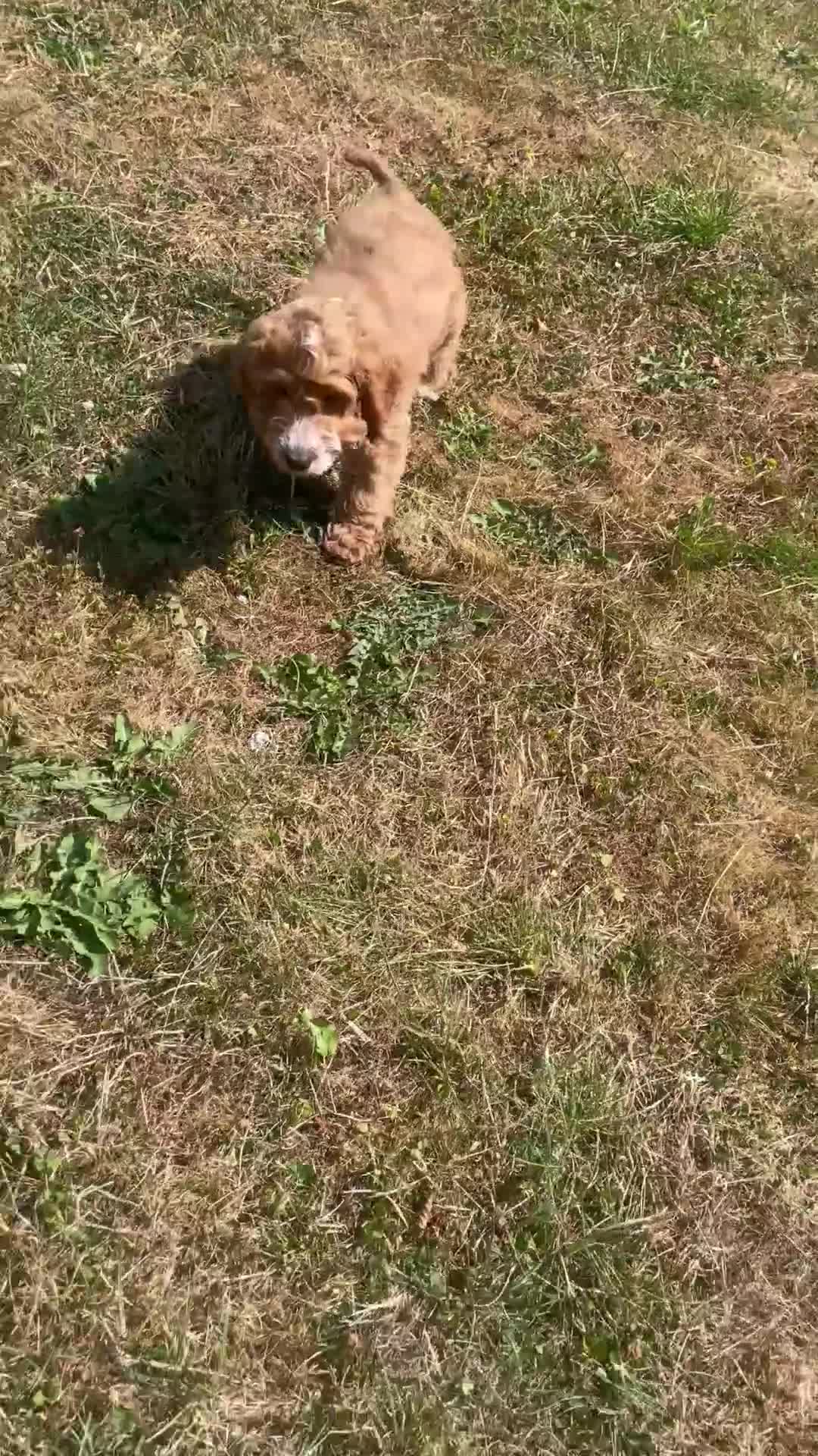 Cockapoo dogs for sale: F1 MINIATURE  SHOW-LINE COCKAPOO PUPPIES  - Video 1