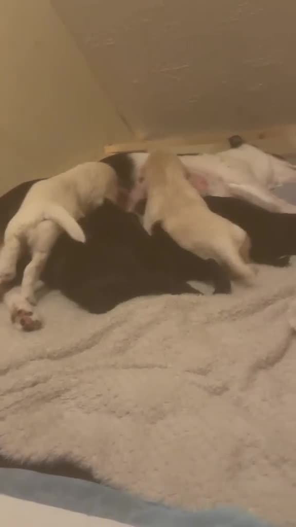 Bordoodle dogs for sale: Gorgeous Bordoodles in Plymouth - Video 2