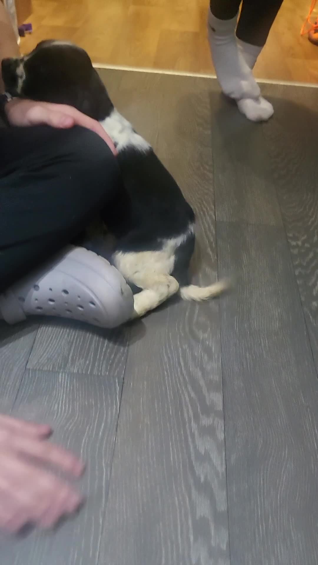 Cocker Spaniel dogs for sale: Cocker spaniel puppies  - Video 2