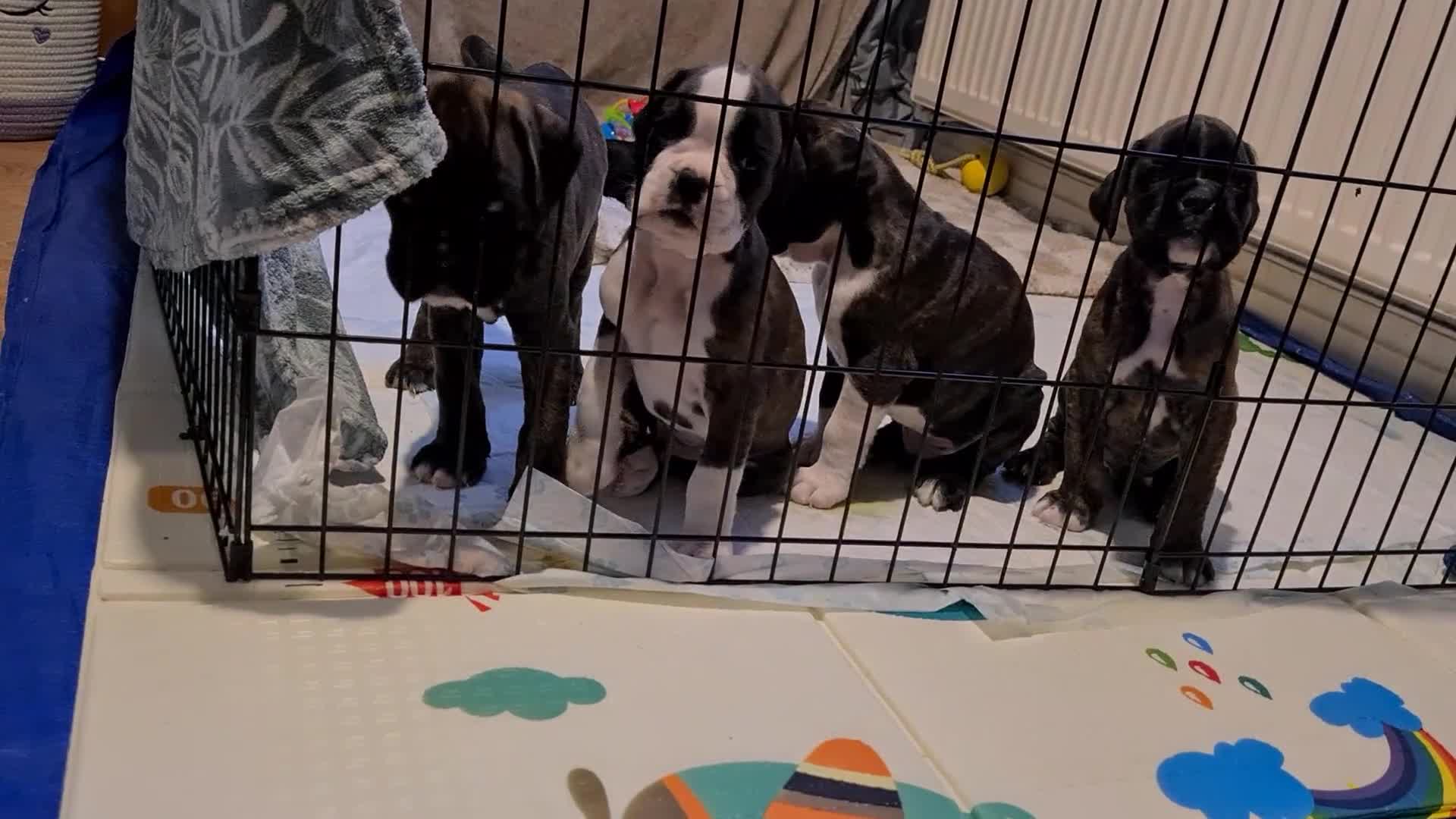 Boxer dogs for sale:  Puppies KC – Exceptional Champion Bloodlines 🐾 - Video 1