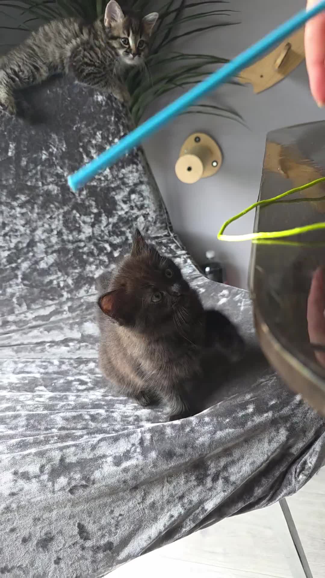 Mixed Breed cats for sale: Adorable Ragdoll X Norwegian forest Kittens  - Video 1